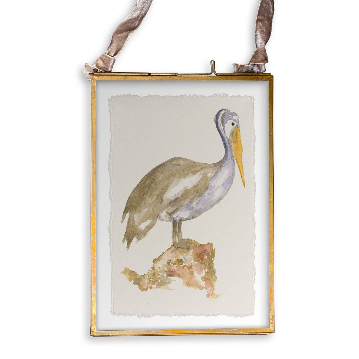 Brown Pelican