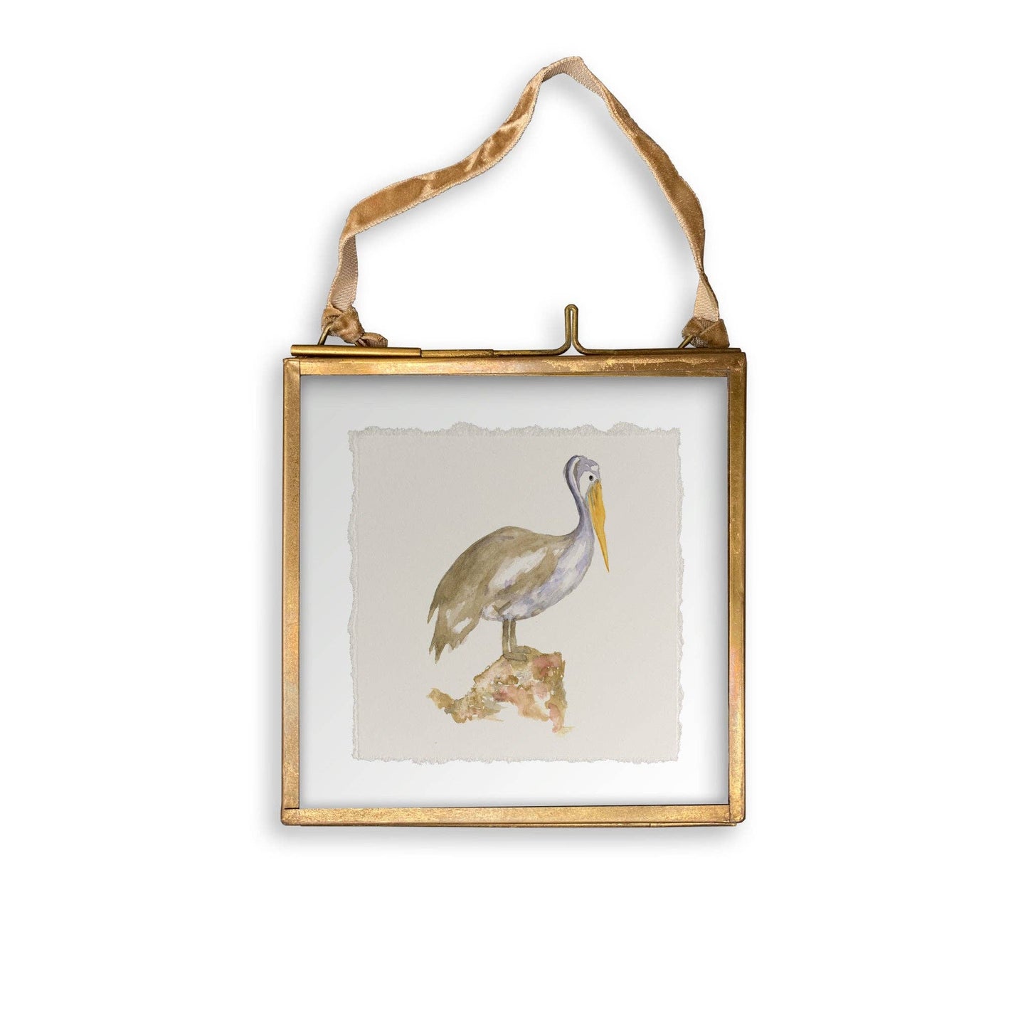 Brown Pelican